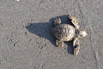 Olive Ridley Hatchling